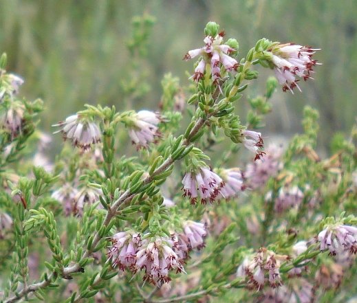 Erica labialis mature leaves